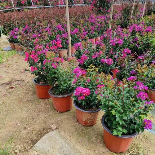 矮化紫薇天鹅绒百丽紫精灵紫薇红花粉花紫薇四季庭院阳台植物开花