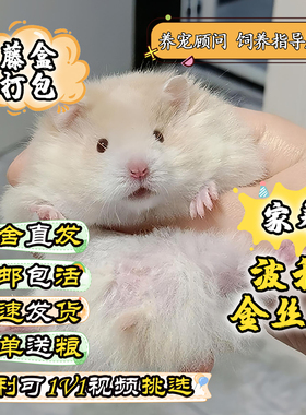 家养小仓鼠稀有卷毛金丝熊活物黑火密波利肉桂鸽灰高颜值【藤盒】