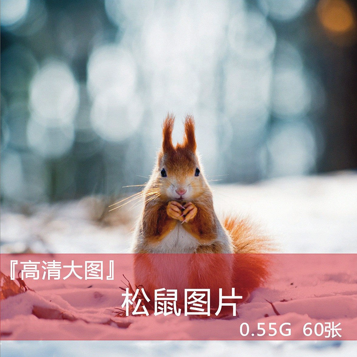 松鼠 平面 设计 高清 图库 图片 海报 背景 合集 画集