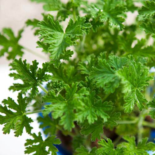 驱蚊草香叶天竺葵室内阳台