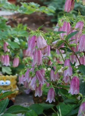 宿根风铃草庭院花园春季耐寒耐热
