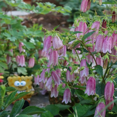 宿根风铃草庭院花园春季耐寒耐热