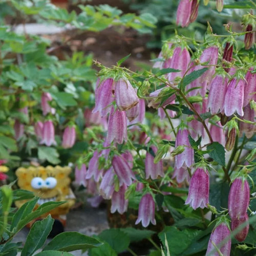 宿根风铃草庭院花园春季耐寒耐热