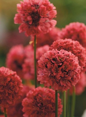 满24元包邮海石竹花苗多年生花期长庭院地栽花卉耐寒植物32穴小苗