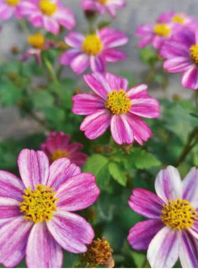 满24元包邮粉色鬼针草苗 盆栽虾钳草花期长开花机器 露天可养耐热