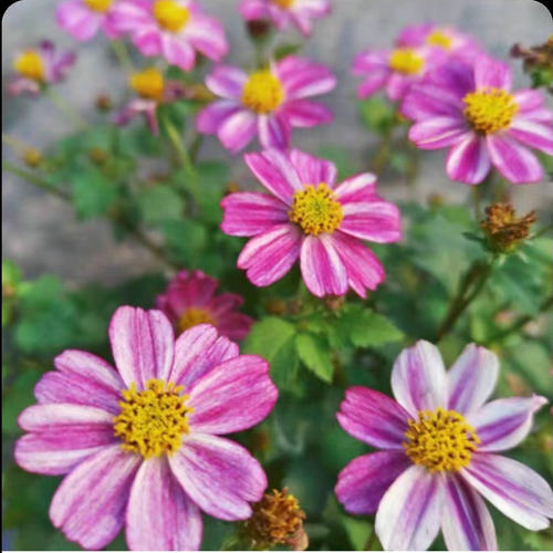 鬼针草苗花期长耐热好养护