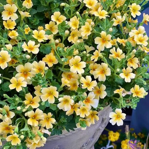 满24包邮 雨地花花苗 盆栽多年生宿根阳台庭院耐寒耐热