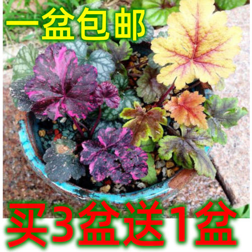 彩叶草花苗素材模板 彩叶草花苗图片下载 小麦优选