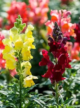 满24元包邮 金鱼草花苗 锦绣 玲珑系列 耐寒花卉 庭院花镜植物