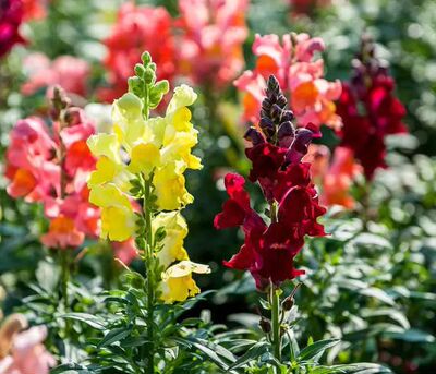 满18元包邮 金鱼草花苗 锦绣 玲珑系列 耐寒花卉 庭院花镜植物