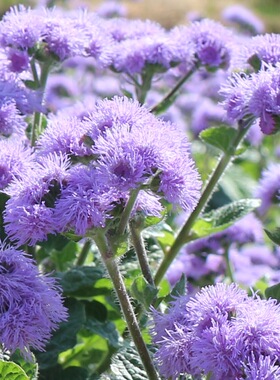 满24元藿香蓟花苗庭院植物阳台花卉多年生耐热 易开花盆栽花苗