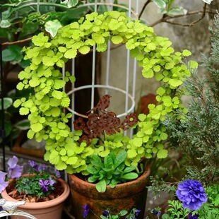 满24元包邮 金叶茅莓盆栽阳光飞溅 金叶悬钩子多年生垂吊耐寒耐热