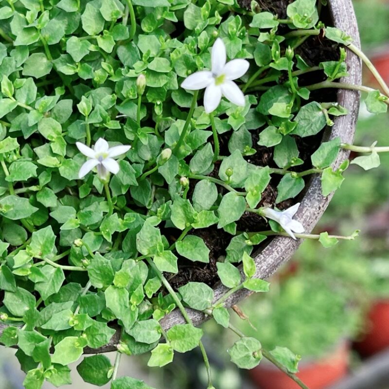 新西兰半边莲 岩石庭院盆栽地被多年生常绿匍匐生长植物蓝色花卉
