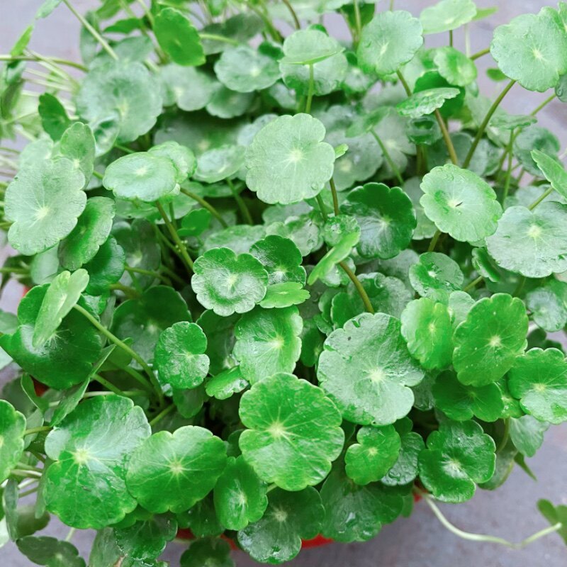 满24元包邮 铜钱草盆栽 庭院水培植物 四季常绿 大苗整盆带土带叶