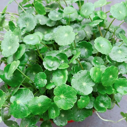 满24元包邮 铜钱草盆栽 庭院水培植物 四季常绿 大苗整盆带土带叶