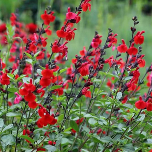 满24包邮 芳香樱桃鼠尾草苗 多色合集多年生冰蓝烈焰红唇黄家泡泡