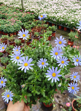 满24元包邮蓝色玛格丽特 盆栽花苗 蓝玛花叶蓝玛室外阳台