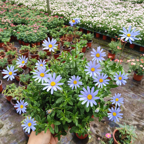 蓝玛苗蓝色玛格丽特花叶蓝玛花苗