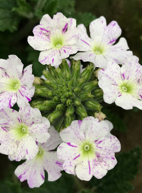 满24元包邮美女樱花苗 多色多年生好养活庭院植物 耐热耐寒易开花