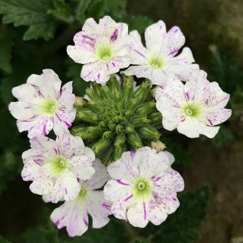 美女樱花苗耐热耐寒阳台花园