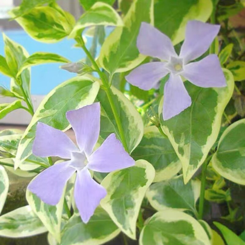 满24元包邮 花叶蔓盆栽花苗吊兰长春花常春藤垂吊植物耐热耐寒