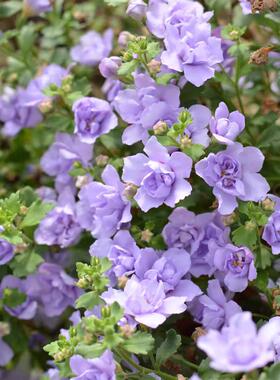 满24元包邮 百可花小苗重瓣淡紫色吊篮 易开花重瓣阳台庭院