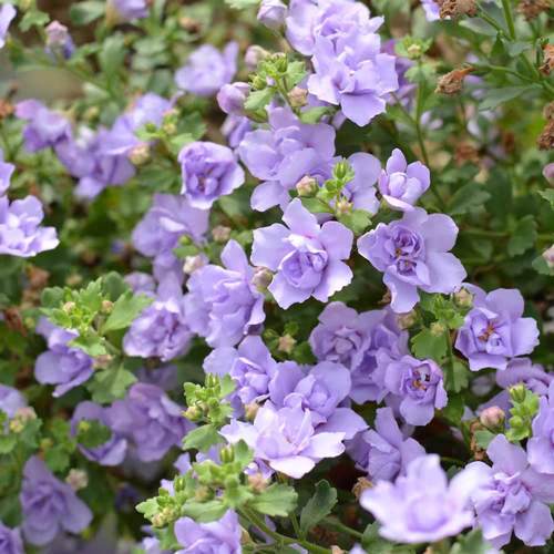 重瓣单瓣垂吊百可花小花