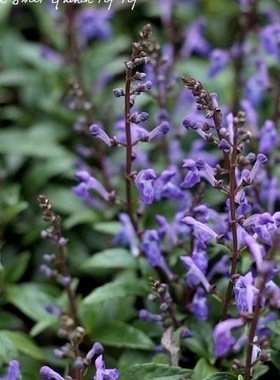 满24元包邮 黄芩“蓝火”苗蓝紫色系线条植物 耐热花园宿根庭院