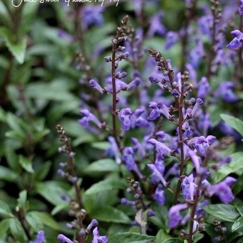 满24元包邮 黄芩“蓝火”苗蓝紫色系线条植物 耐热花园宿根庭院