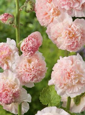 满24元包邮 蜀葵花苗 种子重瓣 阳台 庭院 室外 盆栽花卉易种活