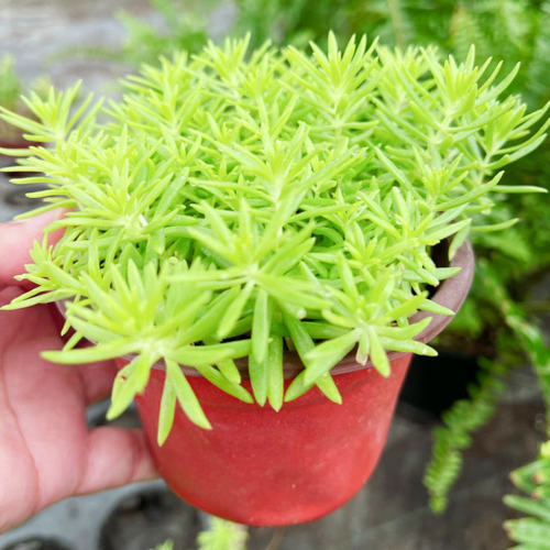 满24元包邮 黄金佛甲草盆栽夏季耐热可暴晒四季常绿地被植物庭院