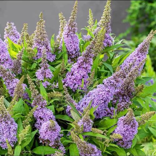 满24元包邮 醉鱼草花苗 盆栽室外庭院多年生宿根灌木耐寒耐热