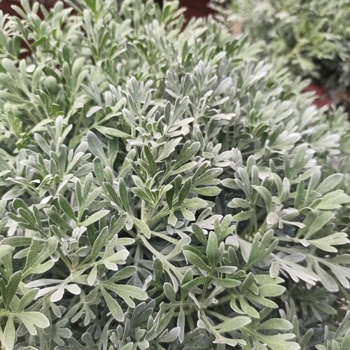 满24元包邮 芙蓉菊苗 盆栽银叶菊海芙蓉苗 绿植花卉花苗好养阳台