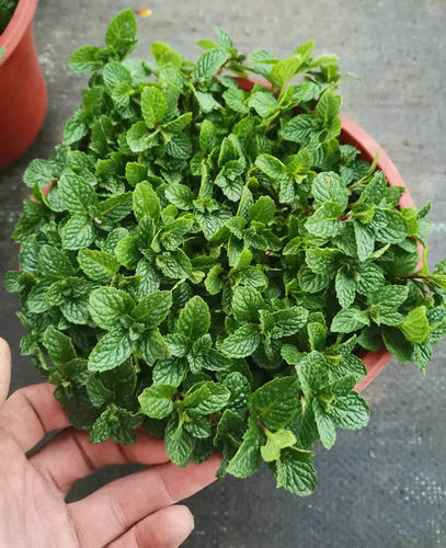 满24包邮可食用薄荷盆栽室内驱蚊草迷迭香柠檬植物办公室花卉绿植