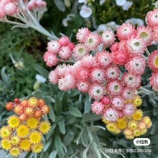 满24元包邮银叶蜡菊苗 红宝石 簇余烬辉光 银叶植物 干花素材