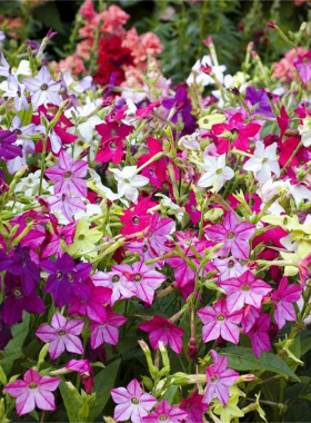 满24元包邮 矮杆花烟草花苗 阳台盆栽庭院地栽花园 花期长