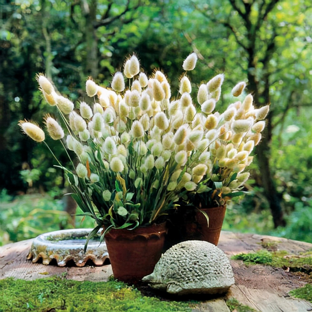 满24元包邮 兔尾草盆栽 耐寒花卉植物 庭院阳台 可制干花