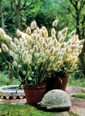 满24元包邮 兔尾草盆栽 耐寒花卉植物 庭院阳台 可制干花