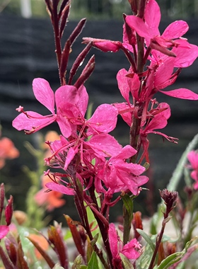 满24元包邮 山桃草花苗 千鸟花 花镜植物 花卉地栽花苗多年生宿根