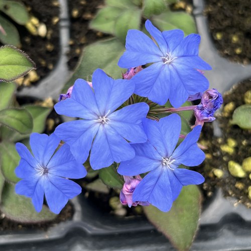 蓝雪花盆栽白雪花阳台花园