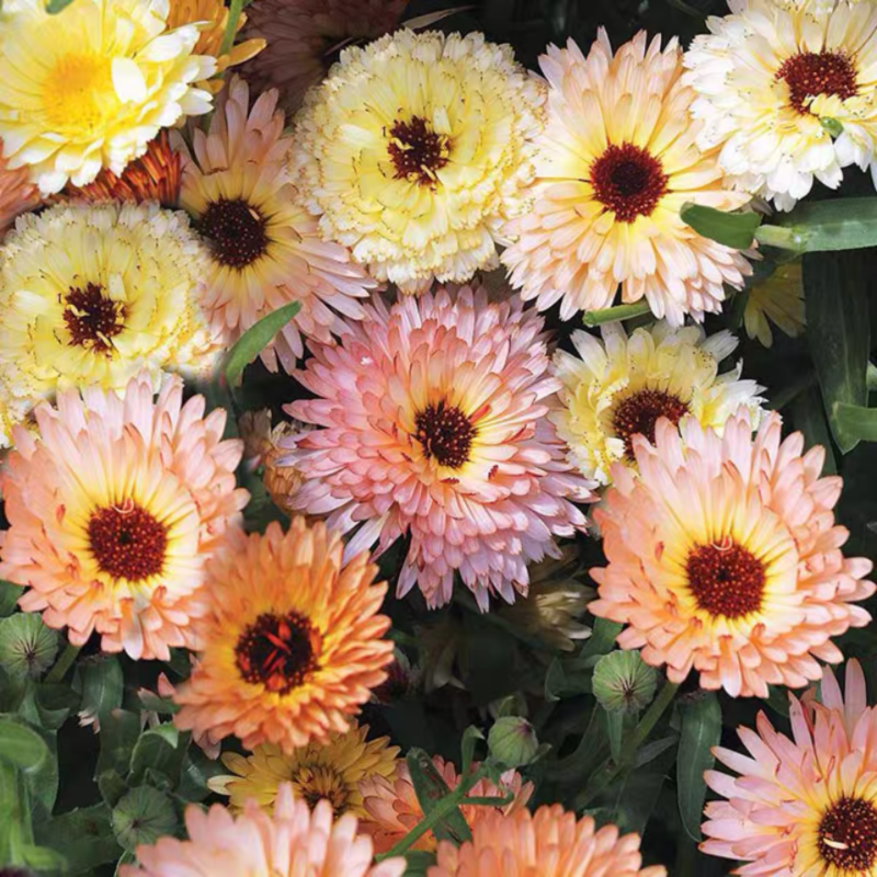 满24元包邮 重瓣金盏菊花苗 世家 耐热耐寒植物 干花素材