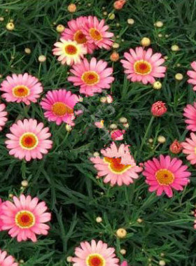 满24元包邮玛格丽特花苗50穴盘 茼蒿菊 木春菊 庭院花园易开花