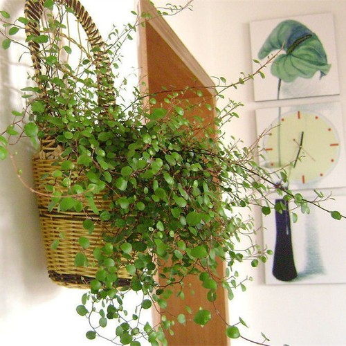 满24元包邮千叶吊兰盆栽观叶植物多年生垂吊餐桌摆件绿植四季常青