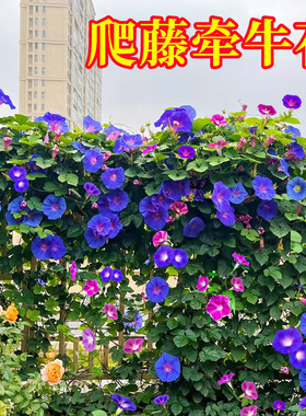 牵牛花种孑喇叭花室外爬墙爬藤花卉四季播种开花盆栽易活花种籽子
