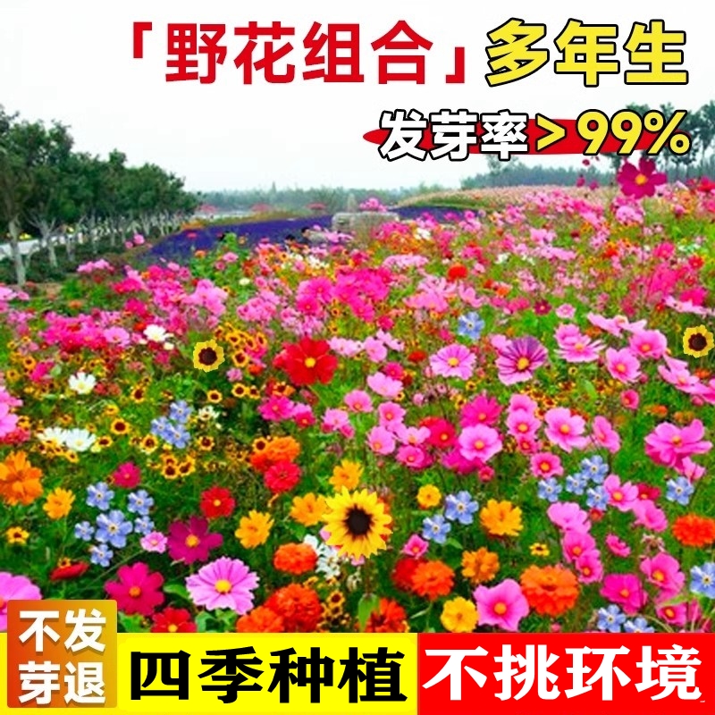 野花组合花种子室外庭院多年生四季播种开花不断耐寒矮生格桑花籽