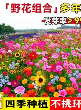 野花组合花种子室外庭院多年生四季播种开花不断耐寒矮生格桑花籽