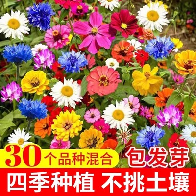 野花组合花种子室外矮生花种籽子四季播种庭院波斯菊格桑花种子孑