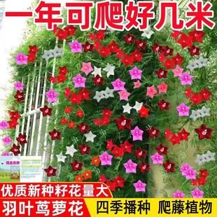 羽叶茑萝花种子庭院爬藤植物五角星花爬墙花盆栽阳台四季花卉种子