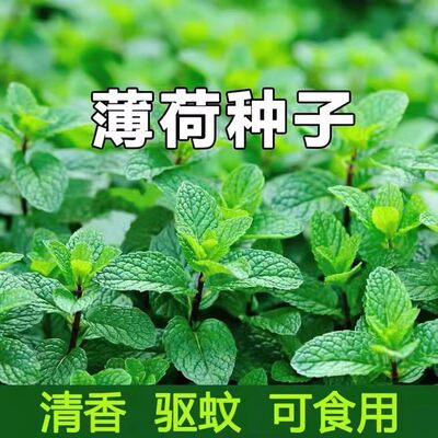 可食用薄荷种籽子留兰香柠檬猫薄荷苗四季播种室内阳台盆栽花种孑