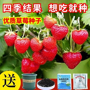 草莓种籽子丹东99四季 结果奶油草莓水果种籽蔬菜种籽大全种子孑苗